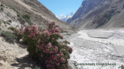 Classic Karakorum (Gondogoro Pass Trek)