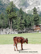 Nanga Parbat Base Camp