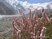 Nanga Parbat Base Camp